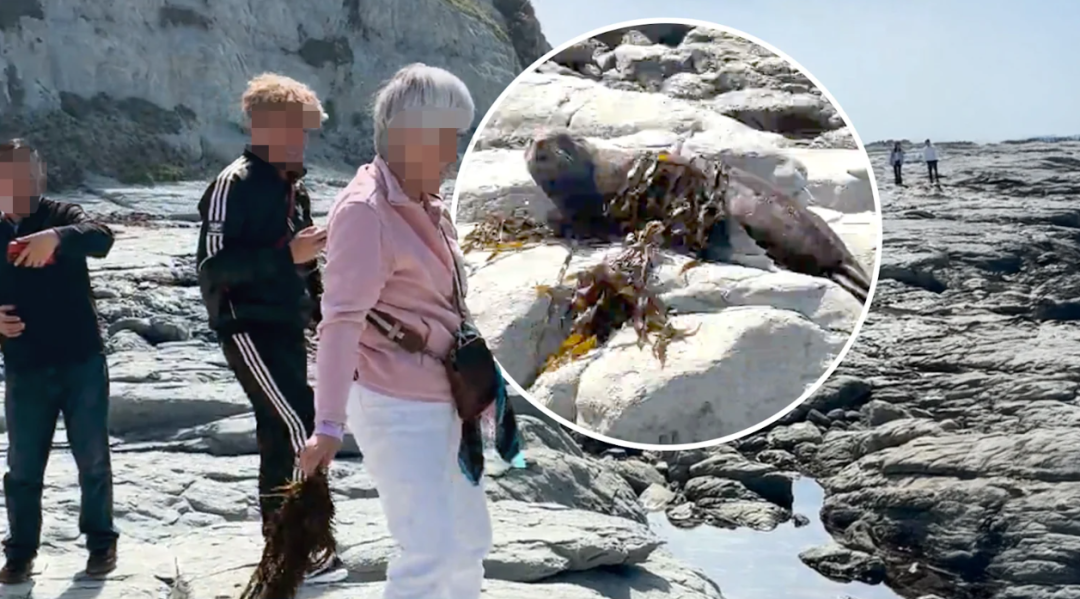 中国游客被骂爆！华人大妈在国外惊人举动被全程拍下，官方正式立案调查了…