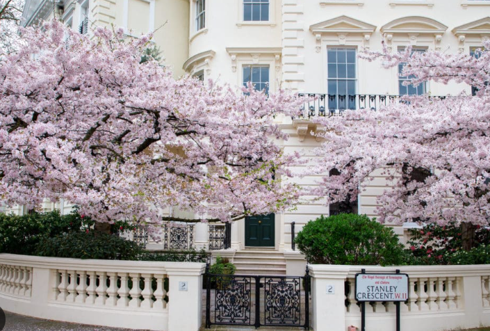 伦敦诺丁山樱花