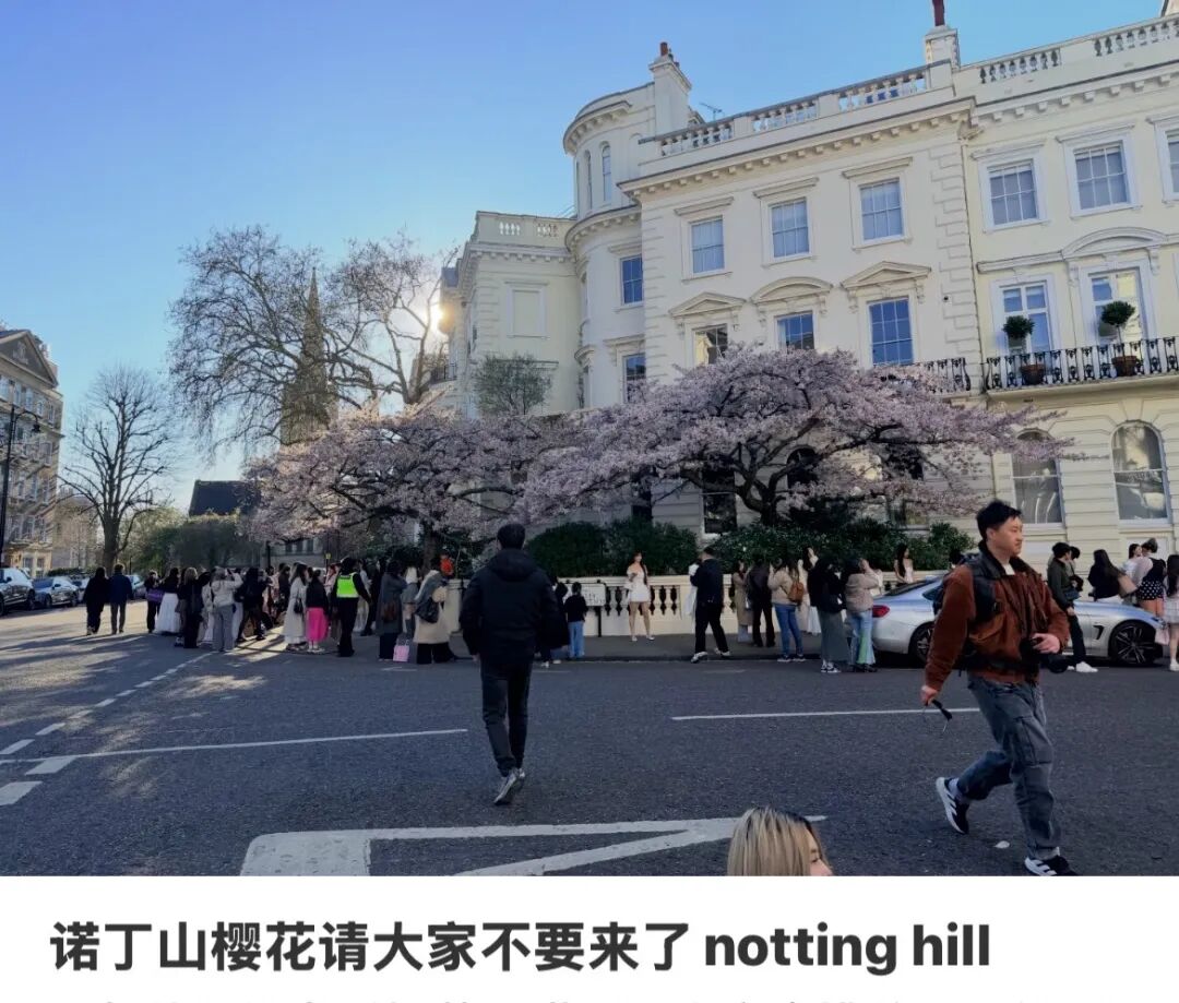 伦敦诺丁山樱花