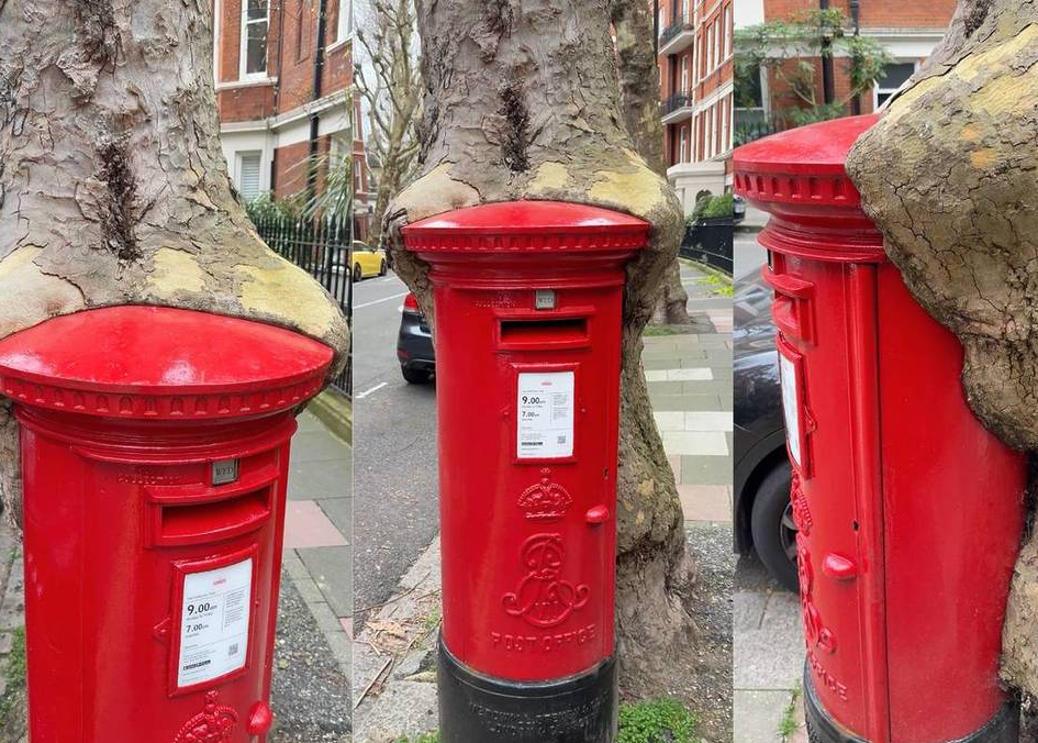 伦敦惊现现实版“绿野仙踪”：吃邮筒的树真的太浪漫了吧！